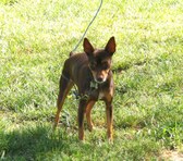 Rat Terrier Boys From the Past