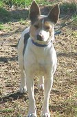 Tucker(GRCH Lar-Mon's Nip & Tuck)