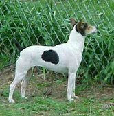 "Sassy" (Flinthill's Uptown Girl)