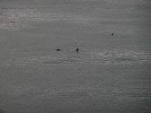 Enlarge photo 144