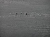 Enlarge photo 145