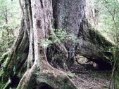 Enlarge photo 135