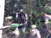 Enlarge photo 141