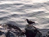 Enlarge photo 202