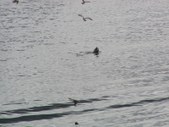 Enlarge photo 146