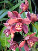 Orchids