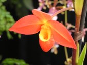Enlarge photo 29
