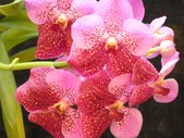 Enlarge photo 33