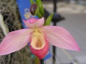 Enlarge photo 46