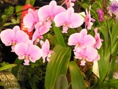 Enlarge photo 54