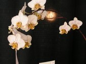 Enlarge photo 59