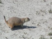 Enlarge photo 49