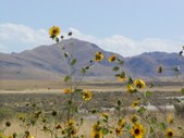Enlarge photo 184