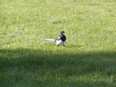 Enlarge photo 132