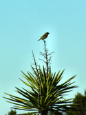 Enlarge photo 40