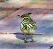 Enlarge photo 43