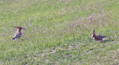 Enlarge photo 54