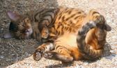 Big Cats