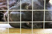 Enlarge photo 33