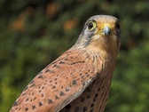 Falconry