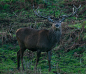 Enlarge photo 31