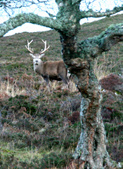 Enlarge photo 39