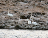 Enlarge photo 40