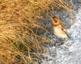 Enlarge photo 41