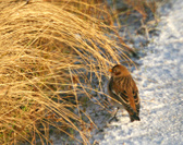 Enlarge photo 42