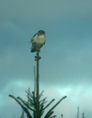 Enlarge photo 43