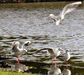 Enlarge photo 22