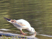 Enlarge photo 18