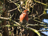 Enlarge photo 16