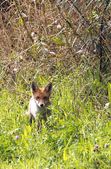 Enlarge photo 16