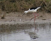 Enlarge photo 16
