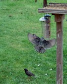 Enlarge photo 17