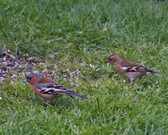 Enlarge photo 20