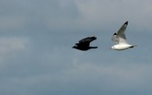 Enlarge photo 18