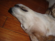 Enlarge photo 41
