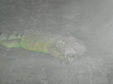 Enlarge photo 58