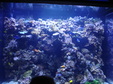 Enlarge photo 71