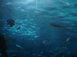 Enlarge photo 82