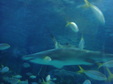 Enlarge photo 86