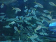 Enlarge photo 87