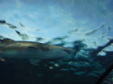 Enlarge photo 91