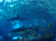 Enlarge photo 96