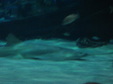 Enlarge photo 97