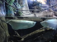 Enlarge photo 106