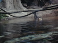 Enlarge photo 107
