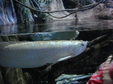 Enlarge photo 109